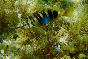 Serranus scriba