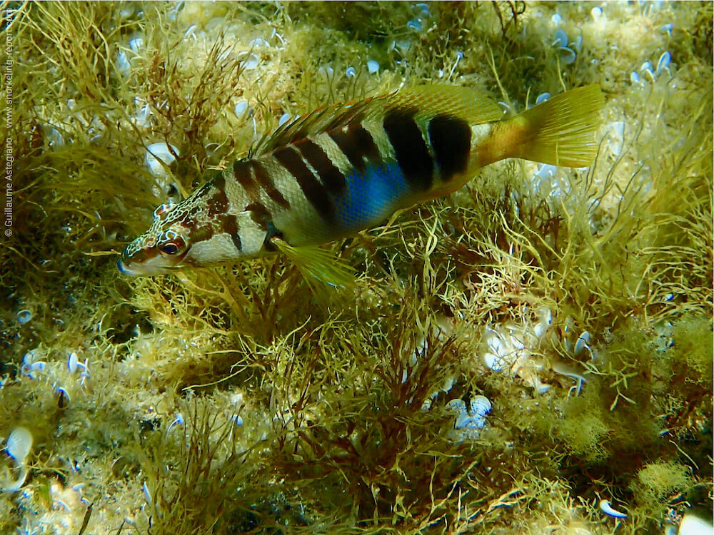 Serranus scriba