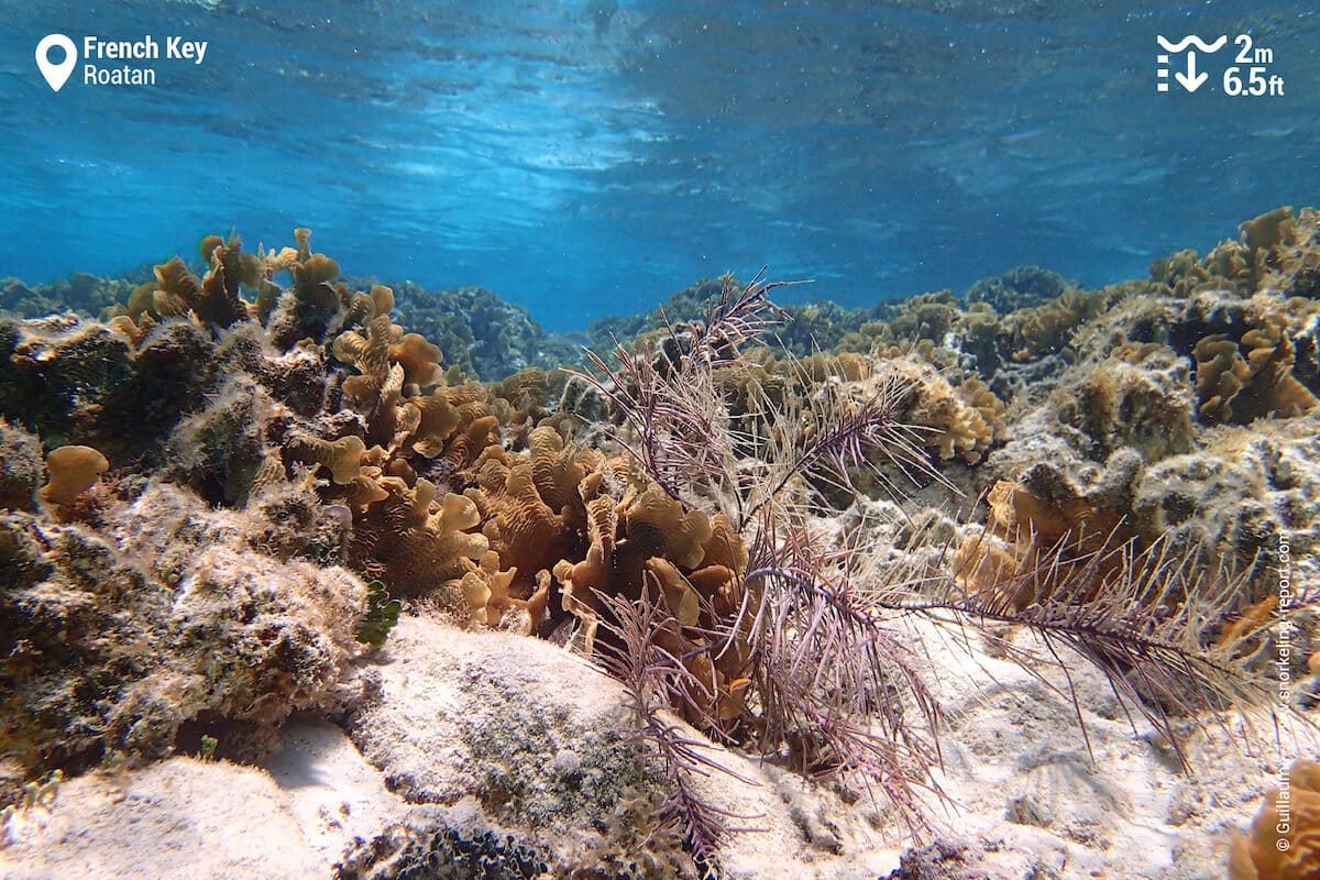 The coral reef at French Key.