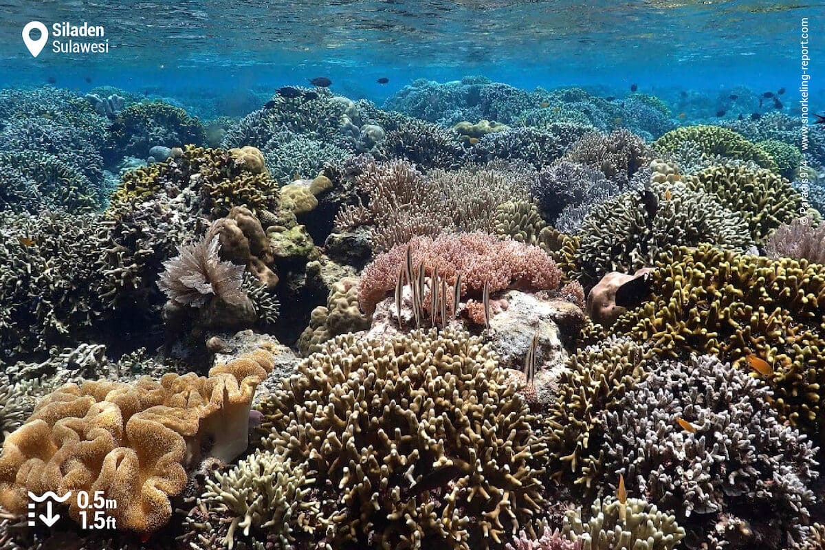 Shallow coral reef at Siladen Island