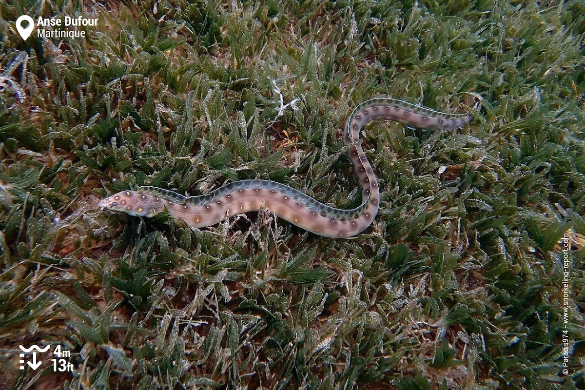 Sharptail eel at Anse Dufour