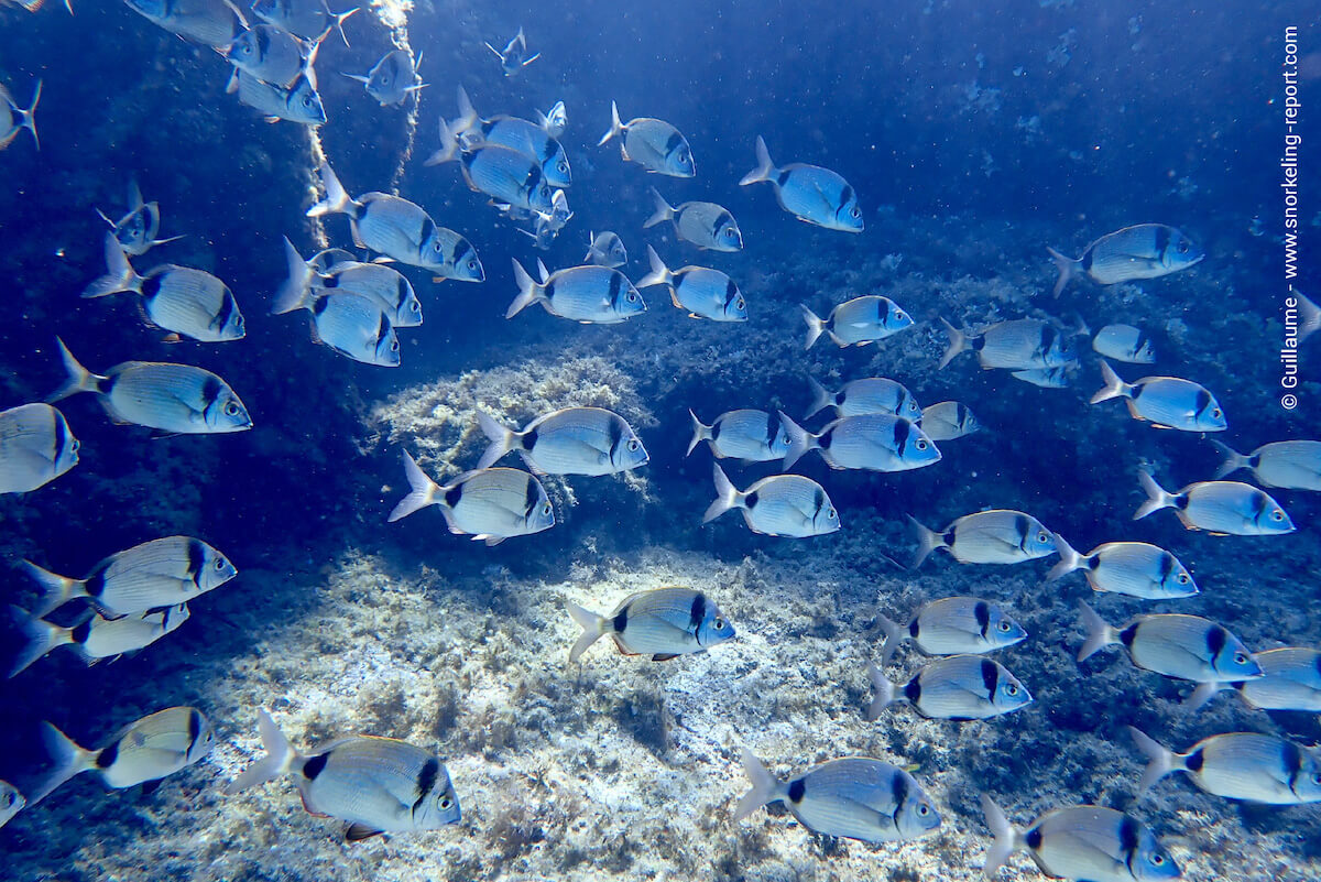 School of two-banded seabream in Port Cros