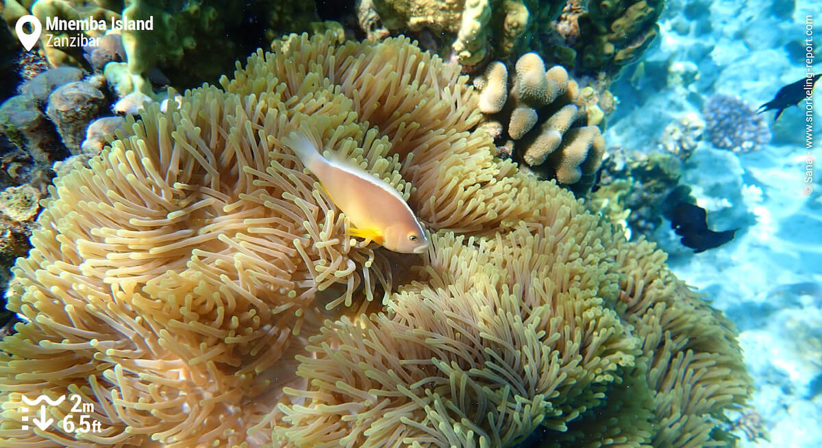 Skunk anemonefish in Mnemba Island