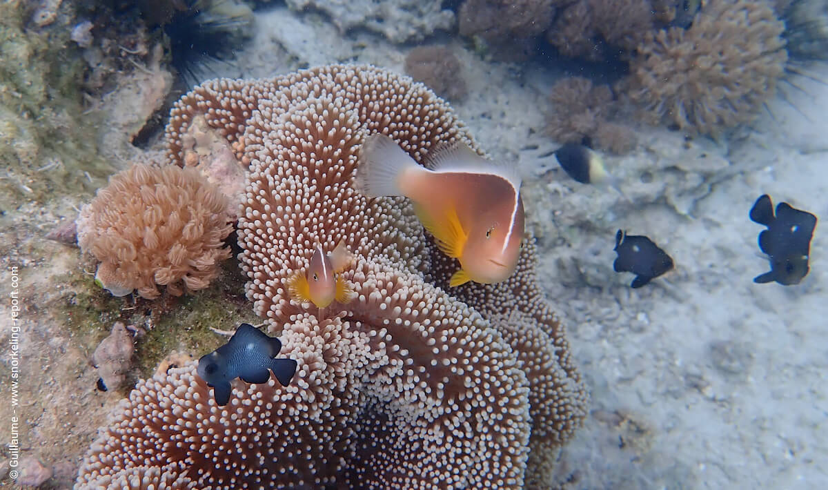 Skunk anemonefish in Nungwi Beach