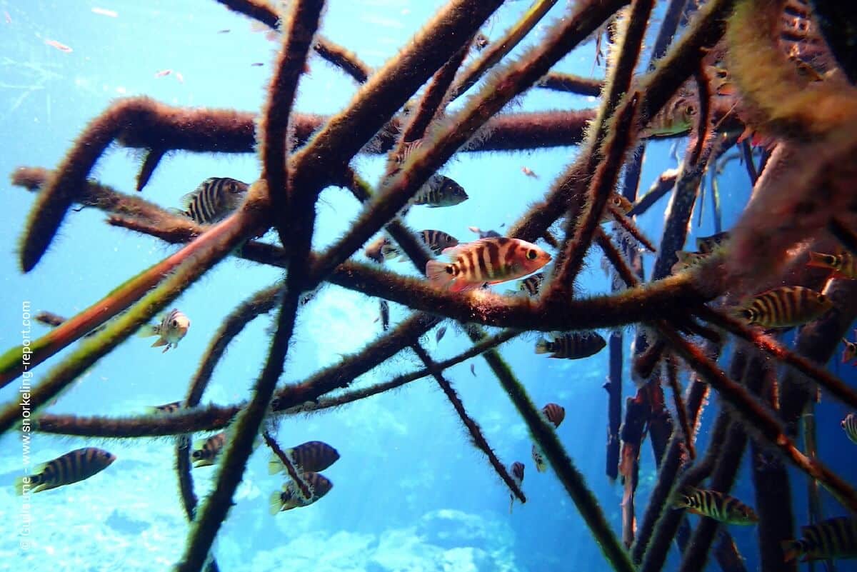 Small freshwater fish hidden in roots at Casa Cenote.