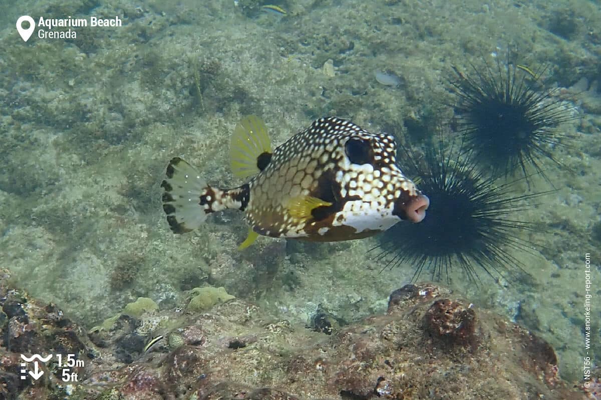 Smooth trunkfish in Aquarium Beach, Grenada