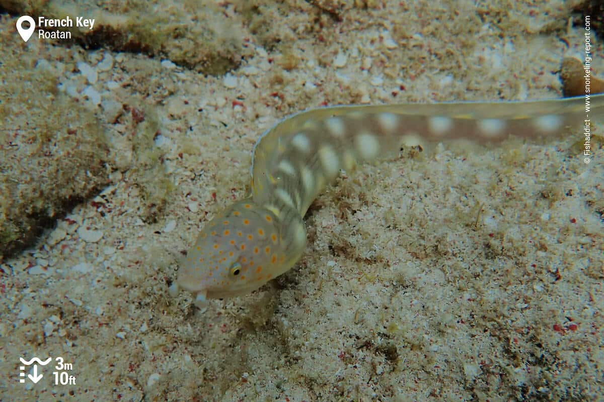 Sharptail eel in French Key