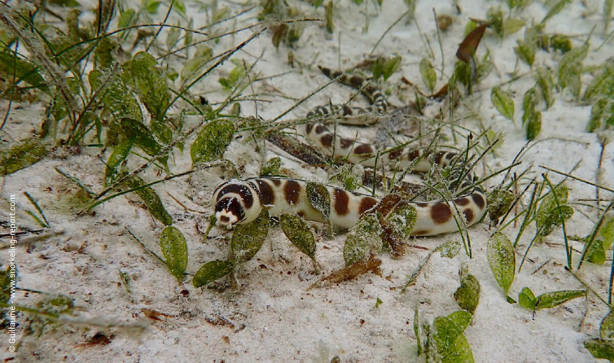 Snake eel at Pingwe Beach