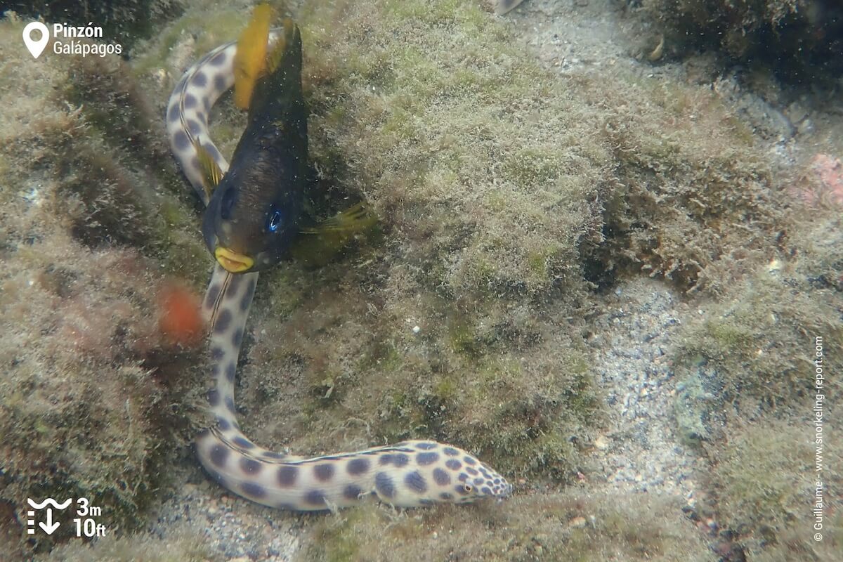 A spotted snake eel at Pinzon Island