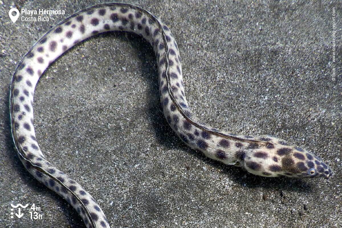 Spotted snake eel in Playa Hermosa