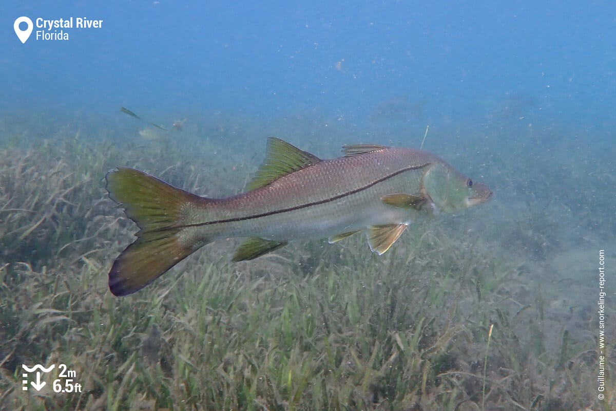 Large snooks are found in Crystal River waters. Here, at Hunter Springs.