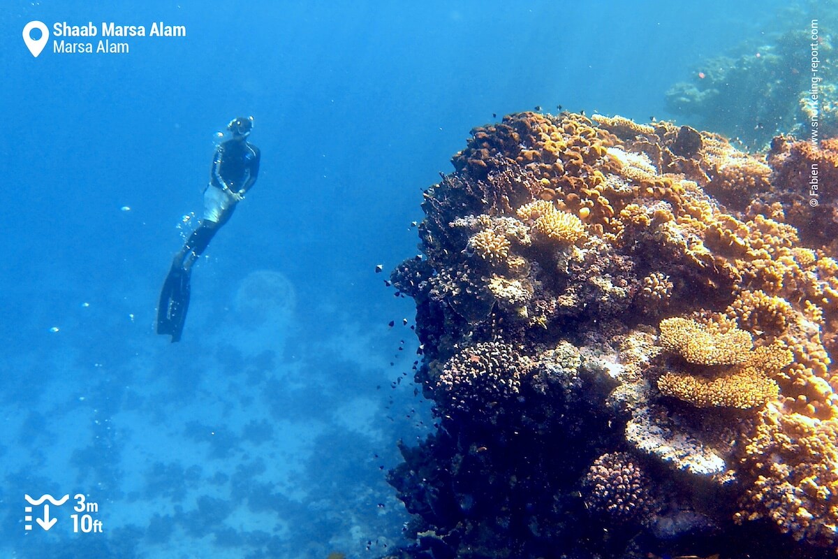 Snorkeler at Shaab Marsa Alam reef drop off