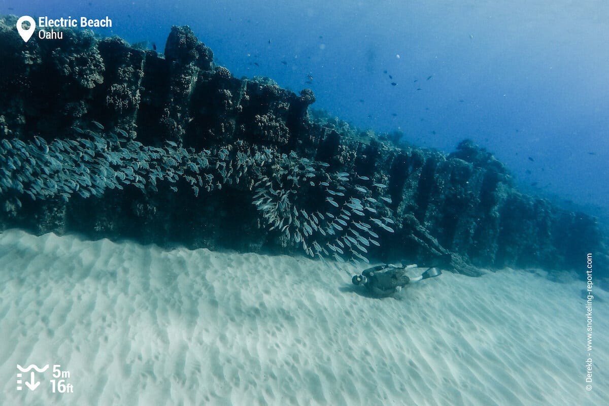 Electric Beach is a freediver's heaven.