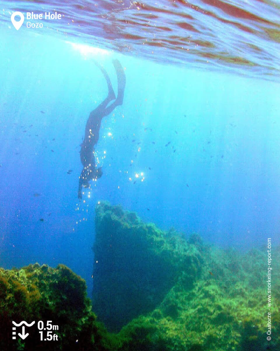 Snorkeler in the Coral Gardens.