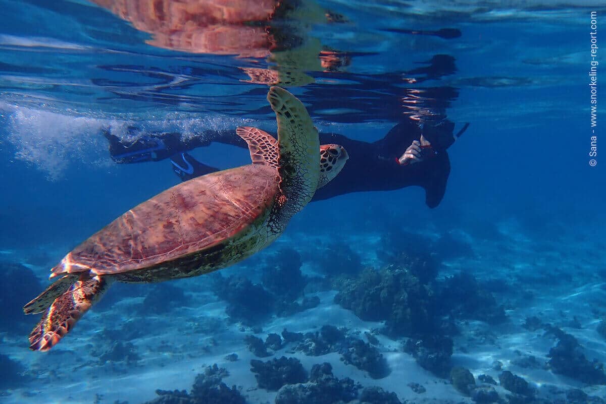 Snorkeler swimming with a green sea turtle in Tiahura Beach