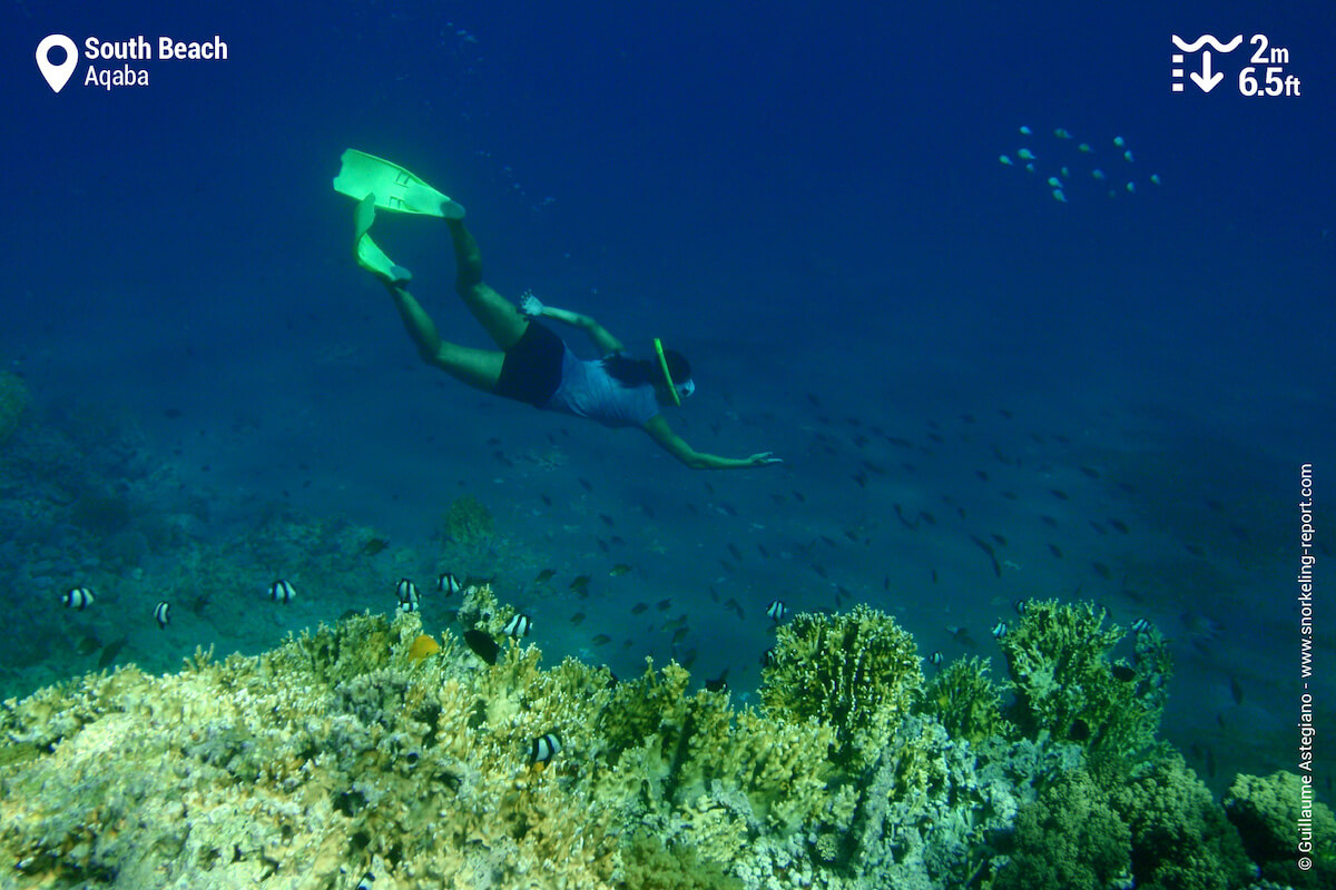 Snorkeler in South Beach