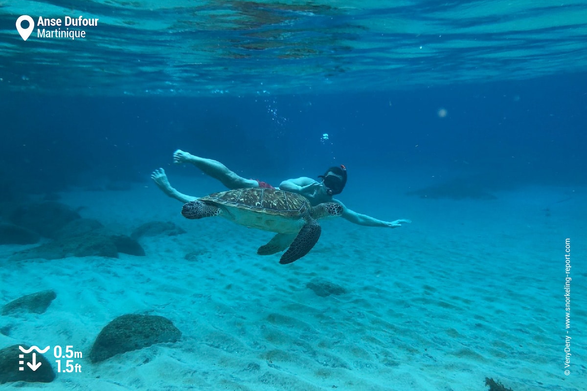 Snorkeling with green turtle at Anse Dufour