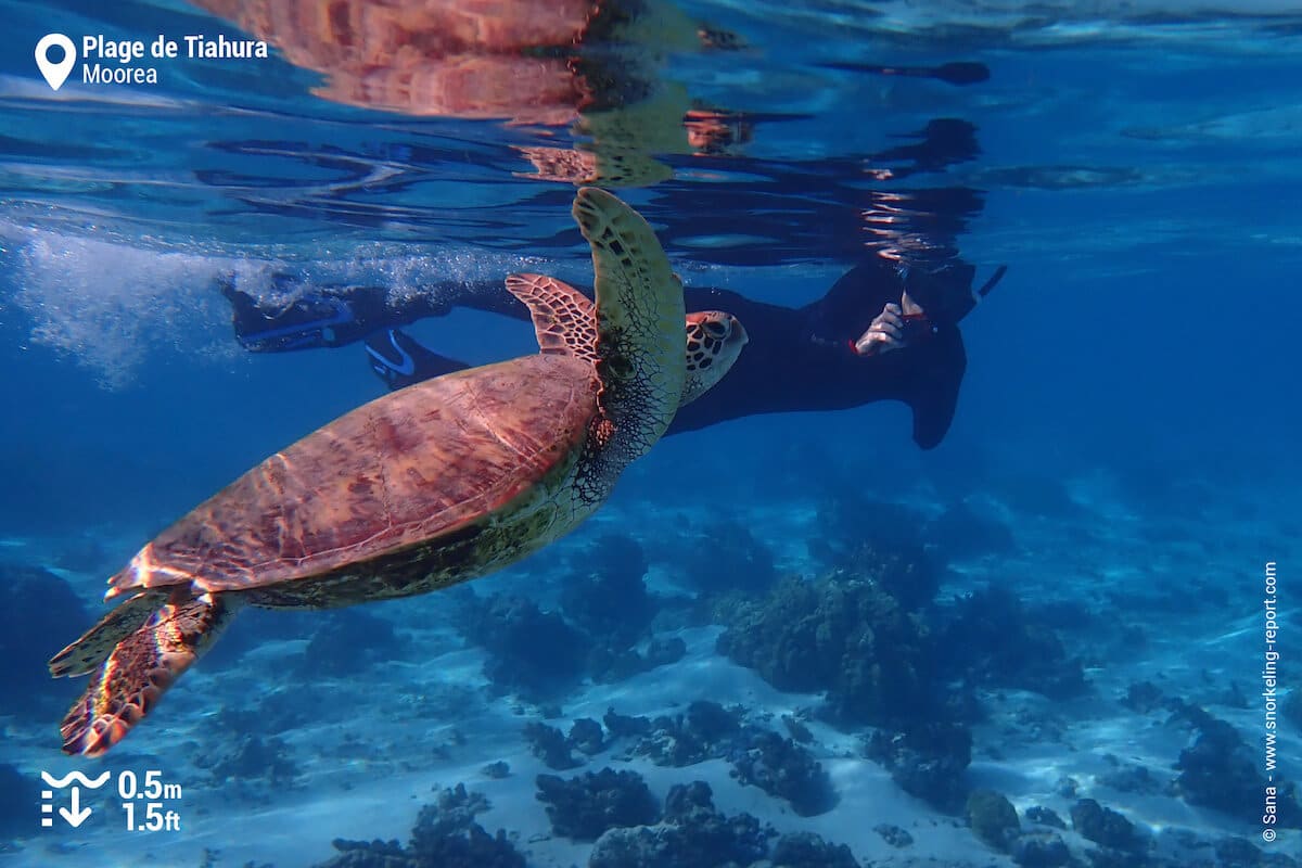 Snorkeler swimming with a green sea turtle in Tiahura Beach, Moorea