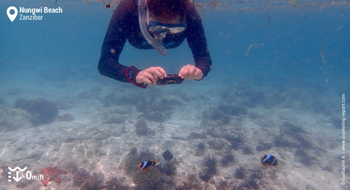 Snorkeler taking picture of an anemonefish in Nungwi