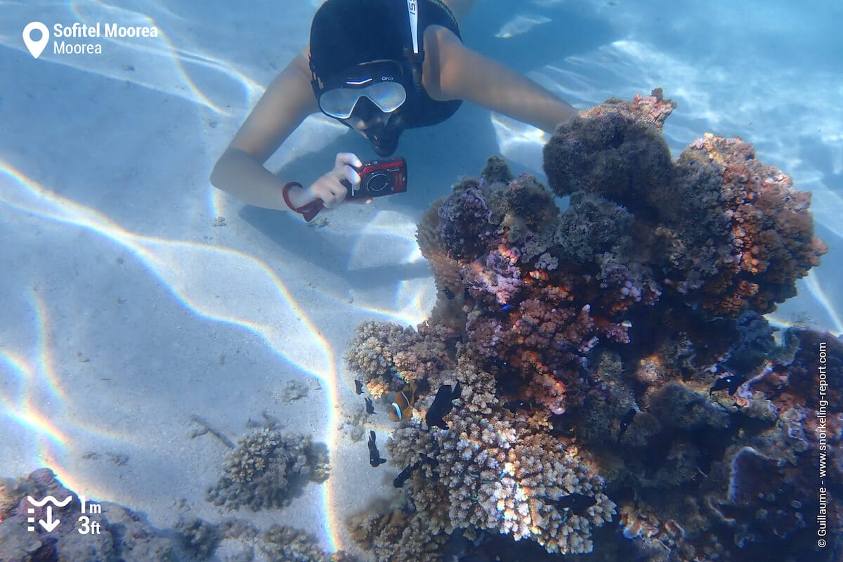 Snorkeler taking picture of an anemonefish at the Sofitel Moorea