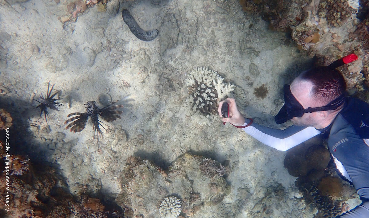 Lionfish in Tumbatu Island