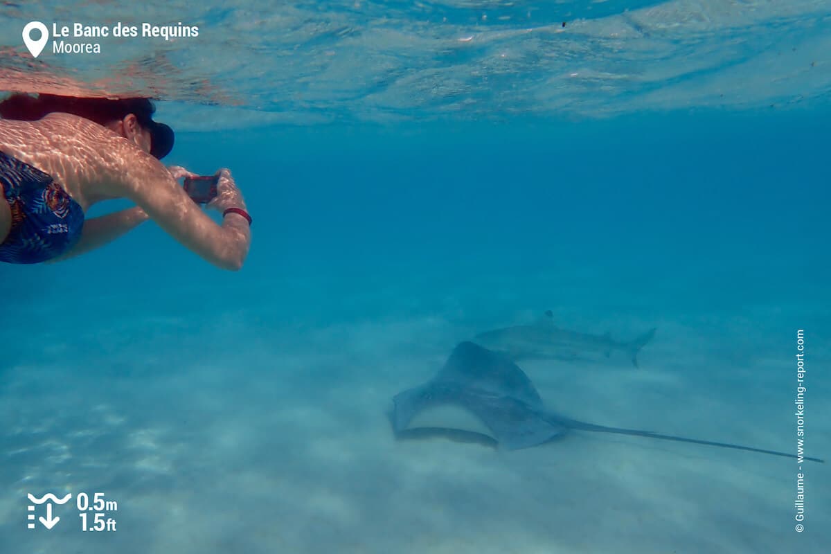 Snorkeler taking underwater picture of a ray and a shark