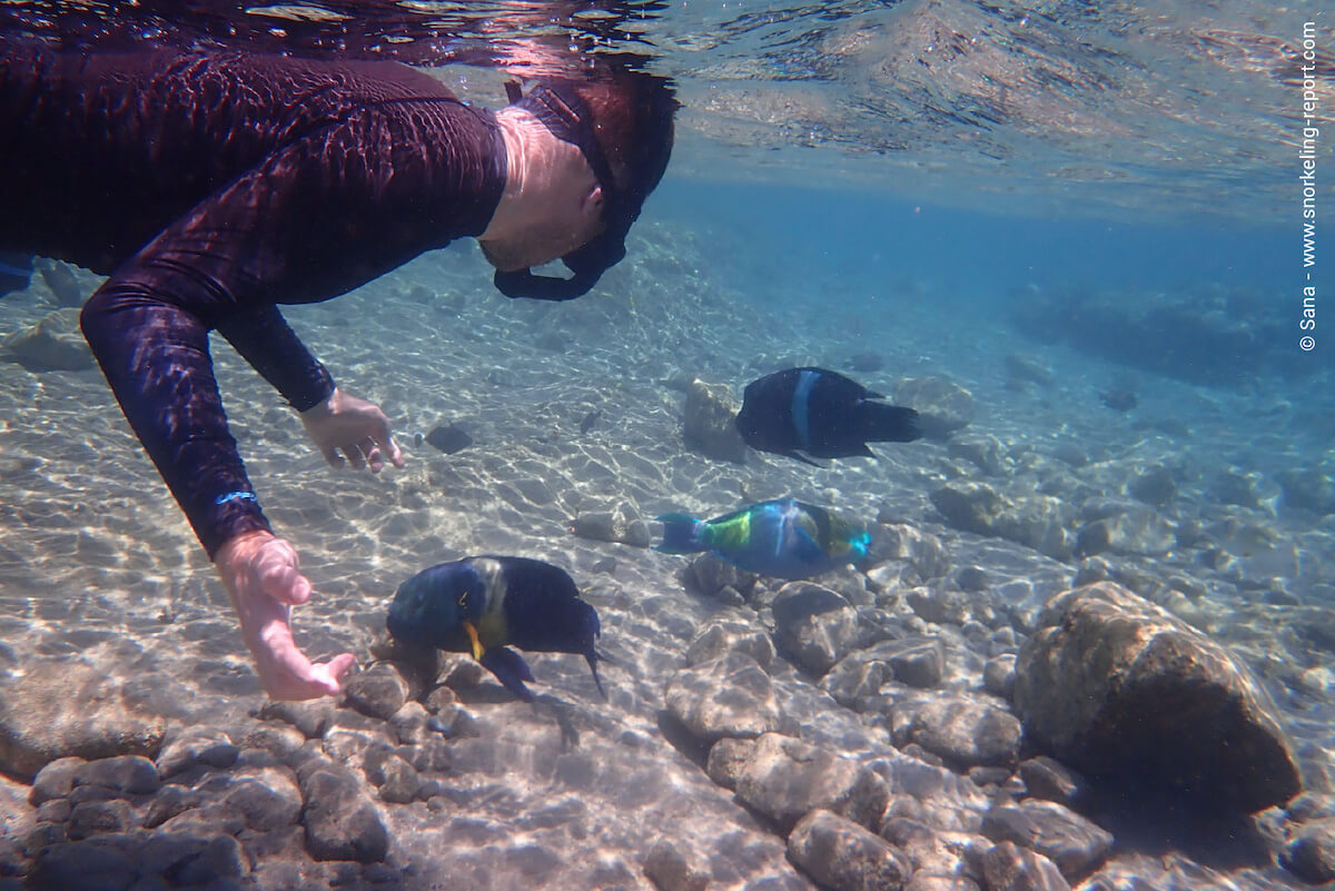 Snorkeler surrounded by fish at Migdalor Beach.