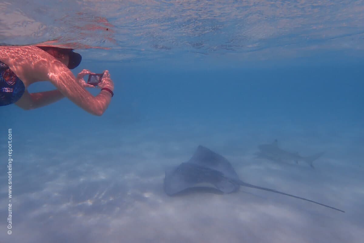 Snorkeler swimming with a stingray and a shark in Moorea