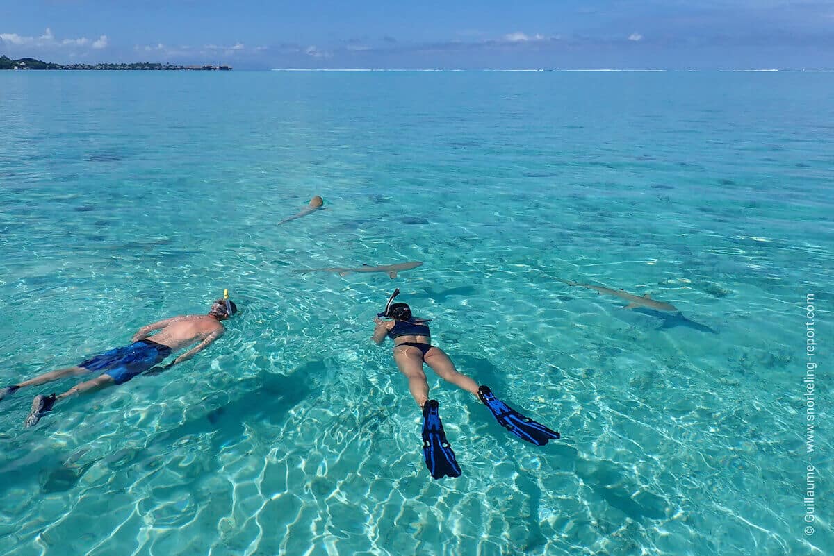 Snorkelers swimming with blacktip sharks in Bora Bora