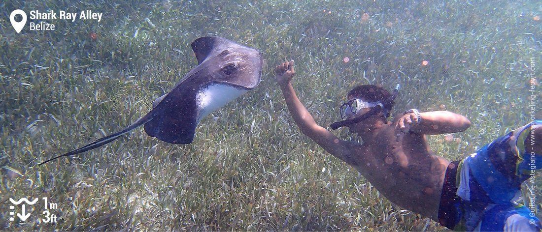 Snorkeling avec une raie pastenague à Shark Ray Alley