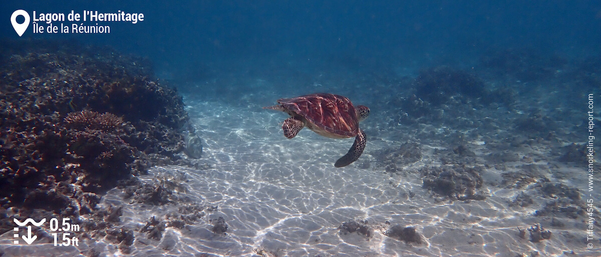 Snorkeling avec une tortue verte dans le Lagon de l'Hermitage