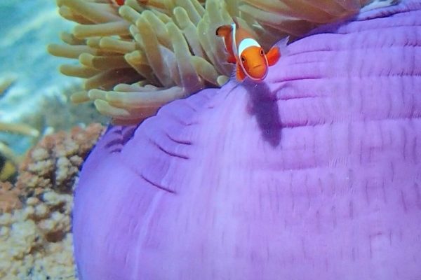 Snorkeling with clownfish
