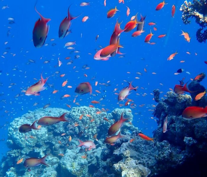 Coral Beach