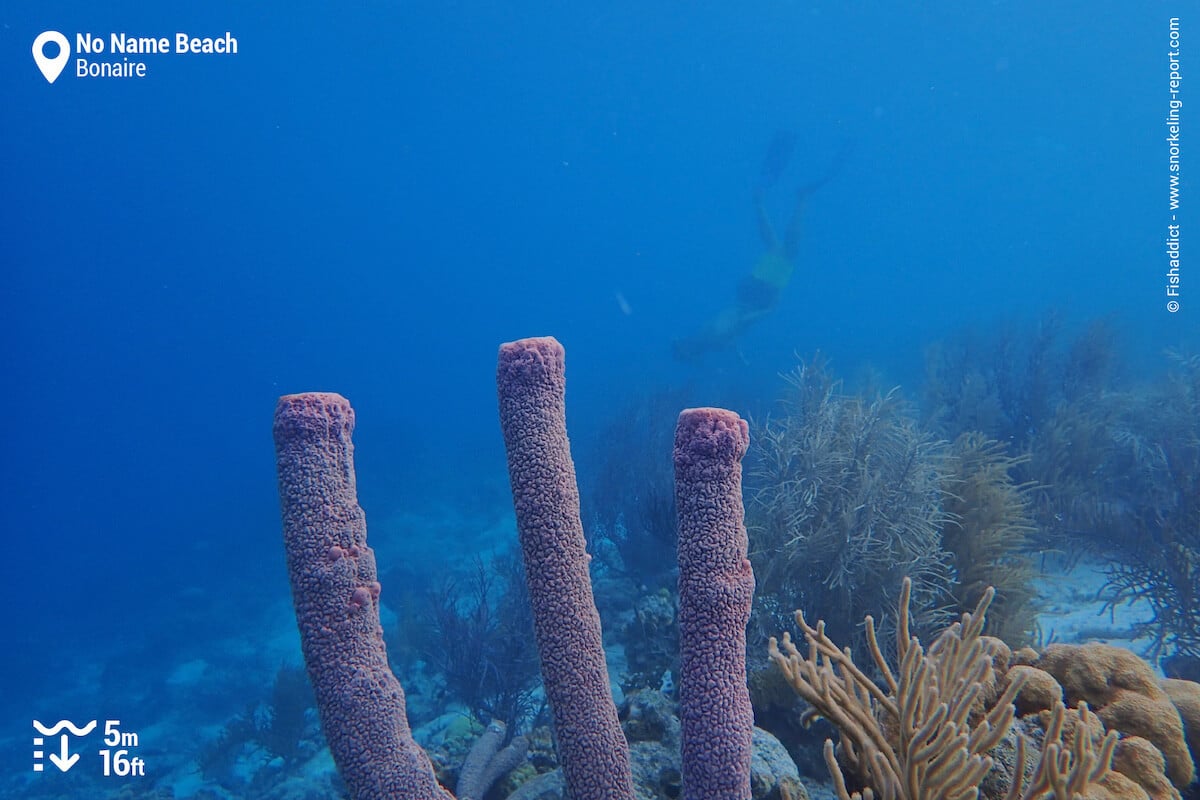 Snorkeler at No Name Beach