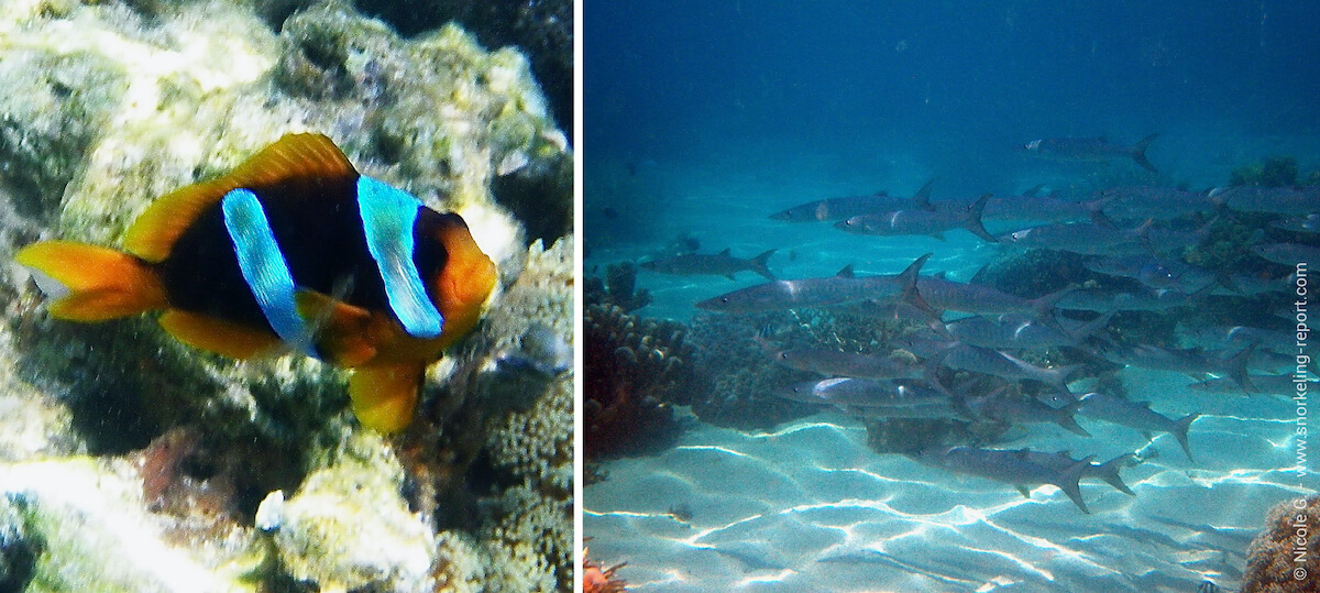 Snorkeling in Nosy Tanikely