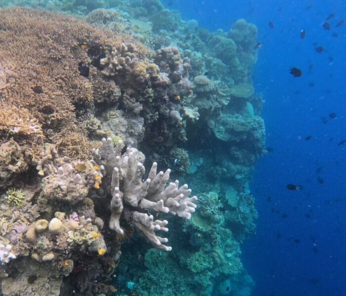 Panorama Dive Resort