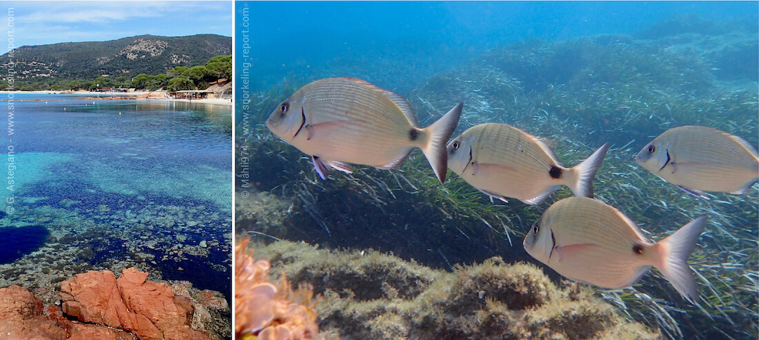 Snorkeling at Palombaggia Beach