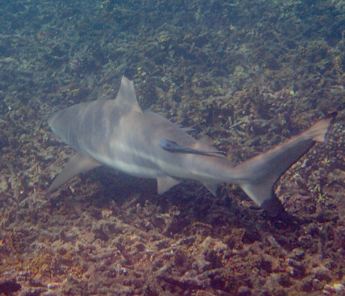 Shark Bay