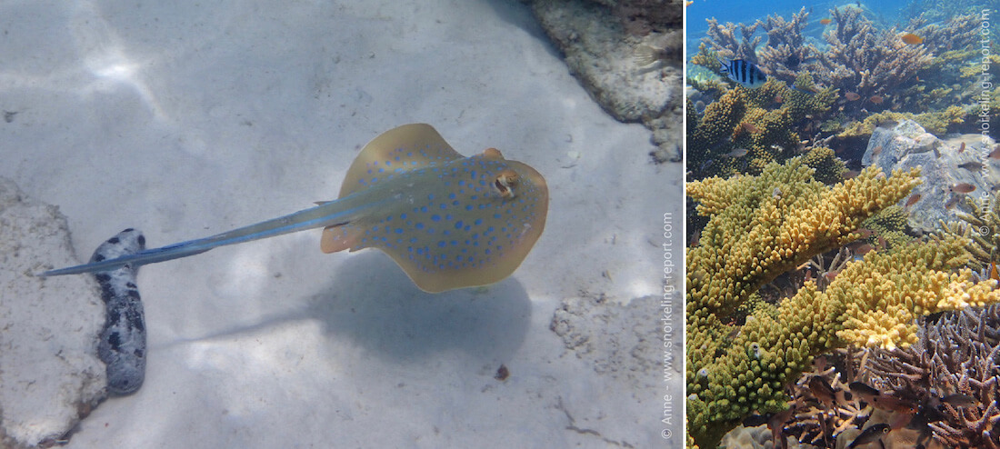 Bluespotted stingray and coral reef at Rawa Island