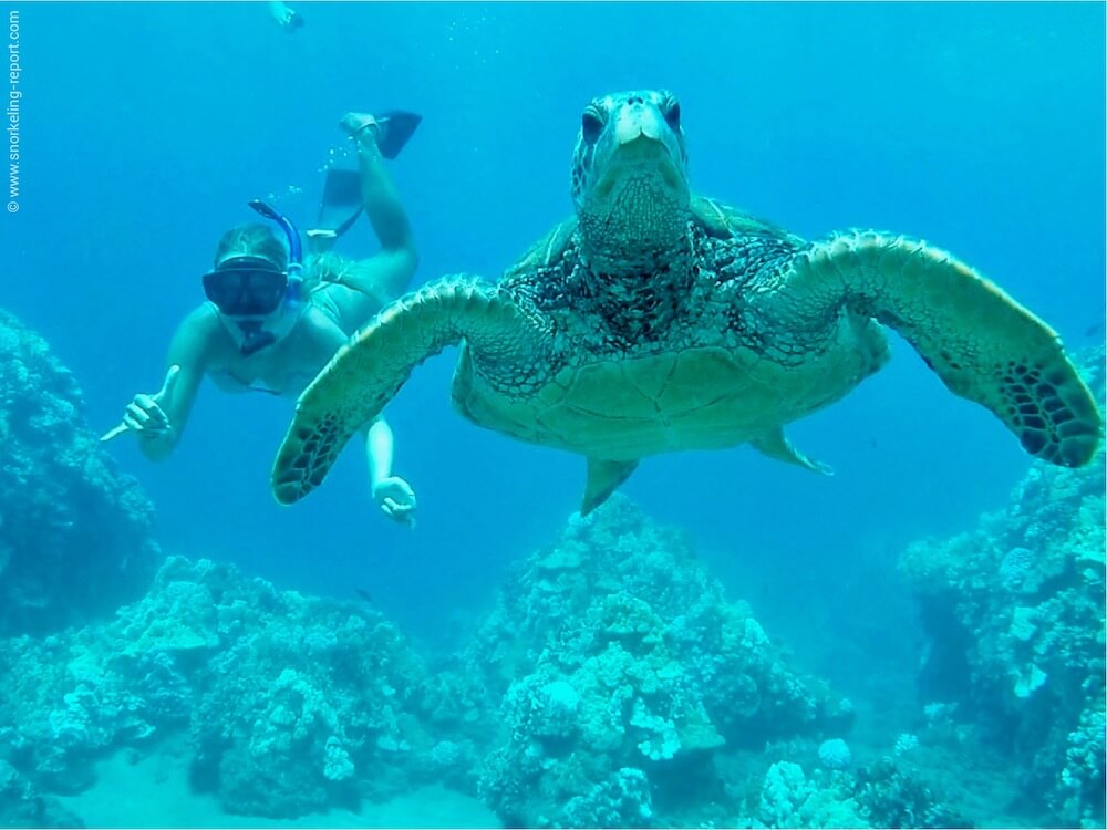 Snorkeling with sea turtles in Turtle Town, Maui Snorkeling in Hawaii