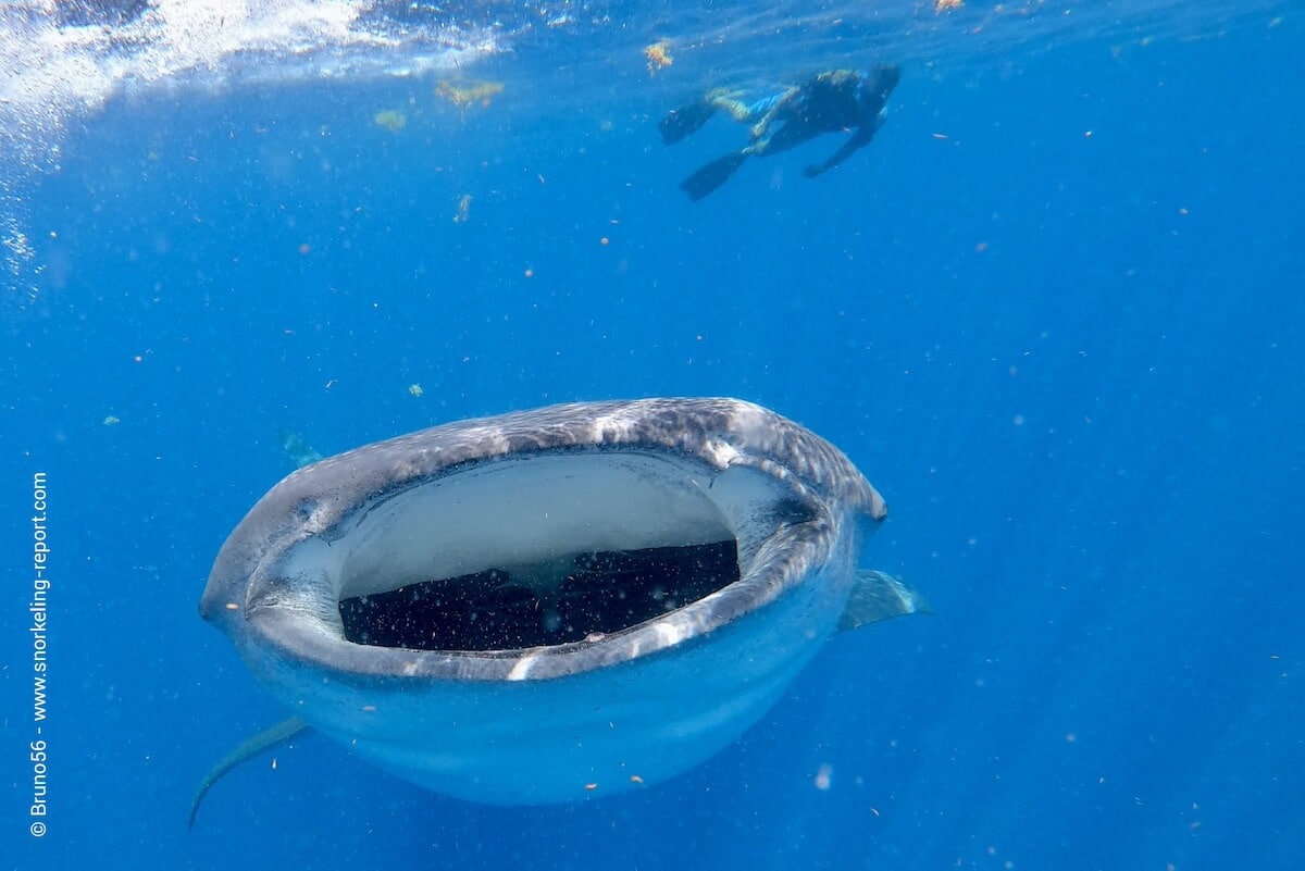 Snorkeling with Whale Sharks in Cancun.