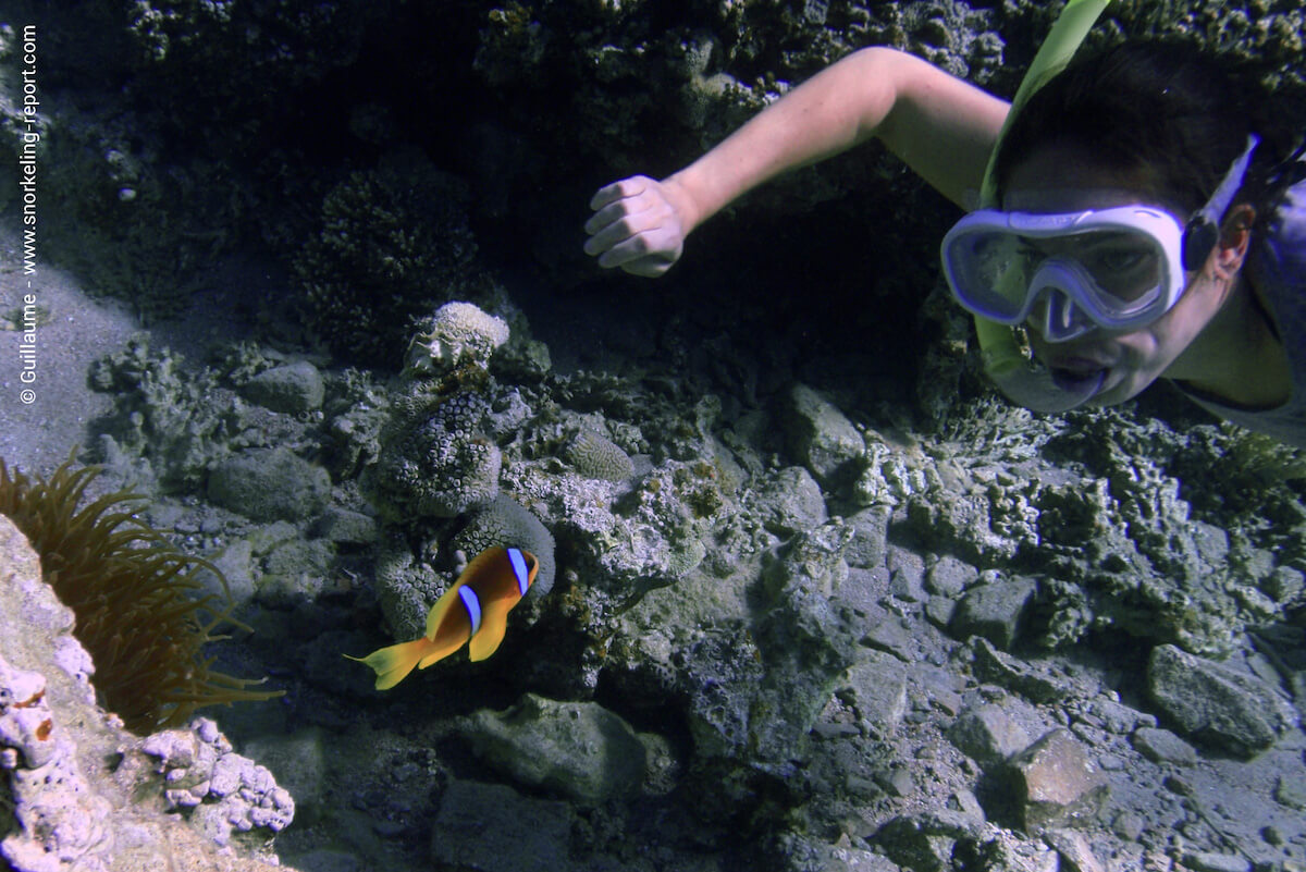 Snorkeler facing a Red Sea anemonefish in South Beach