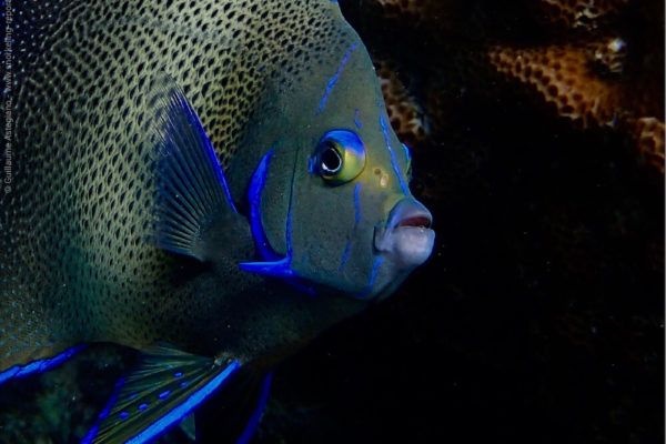 Snorkeling avec des poissons-anges