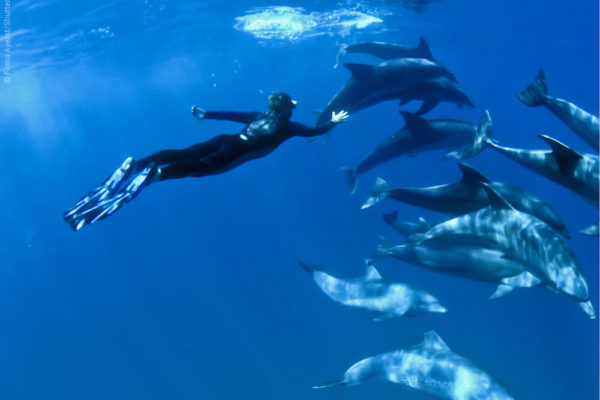 Snorkeling with dolphins