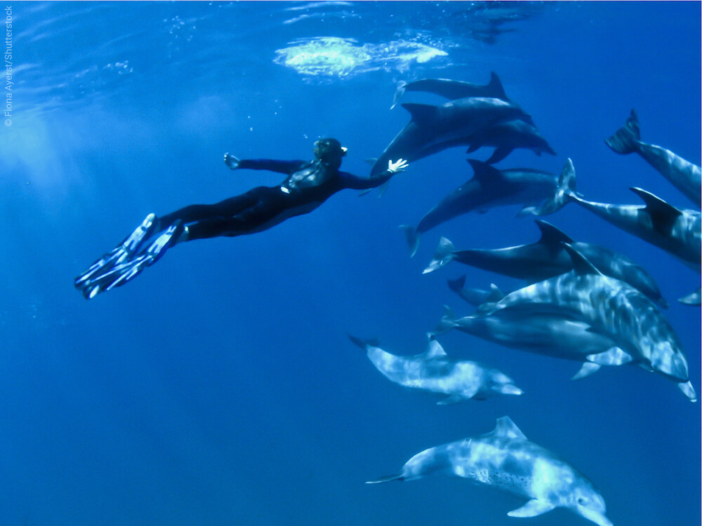 Top10 best snorkeling spots to swim with Dolphins | Snorkeling Report