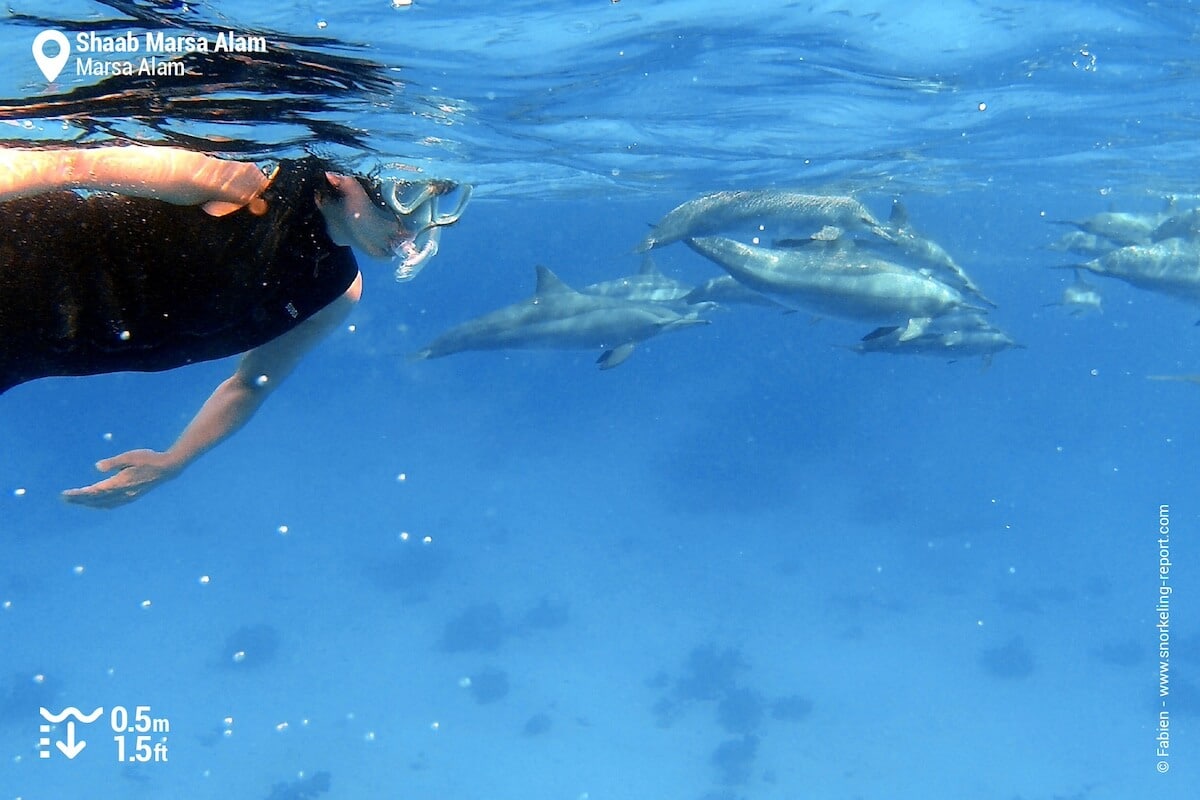 Snorkeling with dolphins at Shaab Marsa Alam