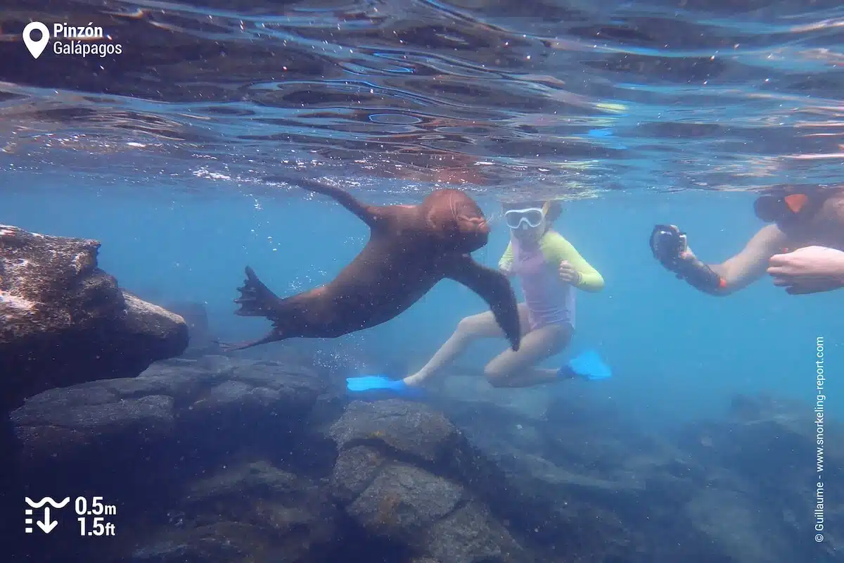 Snorkelers observing a Galapagos sea lion in Pinzon Island