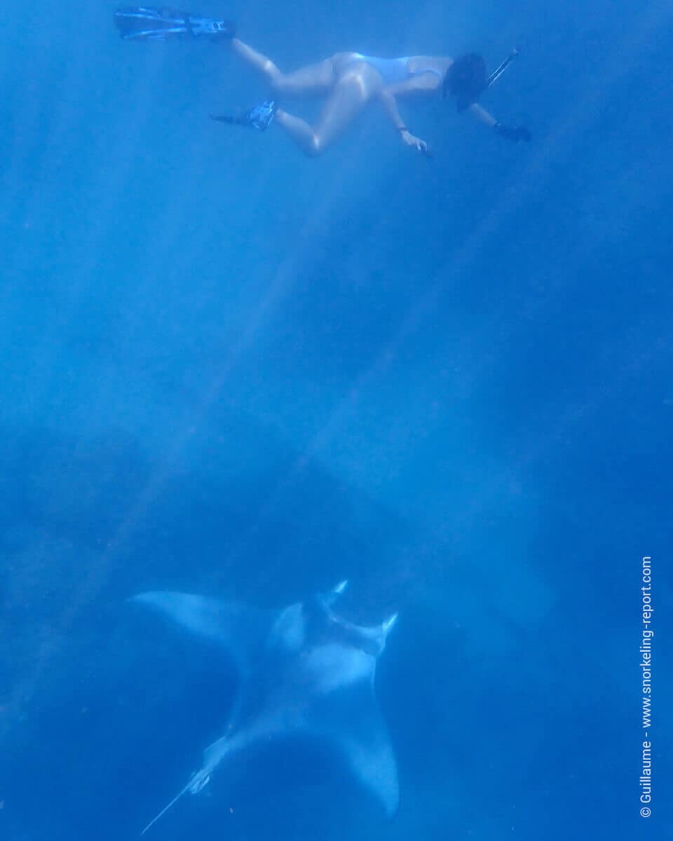 Snorkeler swimming with a manta ray at Pointe Ta'ihi, Bora Bora