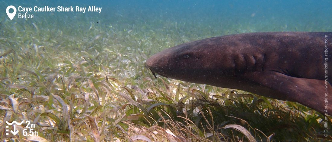 Snorkeling with nurse sharks at Caye Caulker, Belize