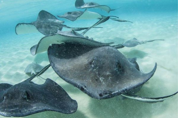 Snorkeling with rays